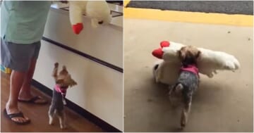 Teeny Dog Insists On Buying The Biggest Toy In The Pet Store