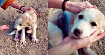 Traveling Couple Finds Puppy On Mountain Covered In Blue Spray Paint