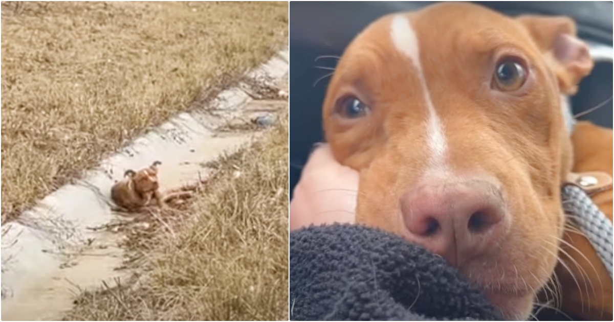 Truck Driver Speeds Past Puppy Quivering In Ditch And Calls Her Future Mom