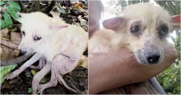 'Twisted' Pup Made Herself Small So No One Noticed Her On Overgrown Path