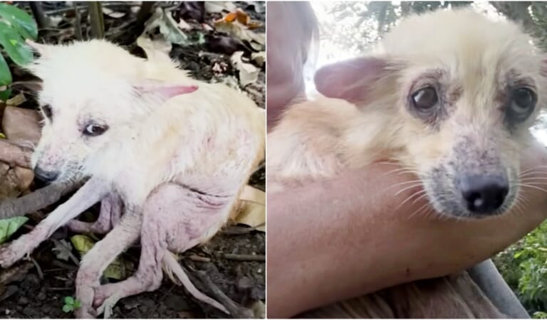 ‘Twisted’ Pup Made Herself Small So No One Noticed Her On Overgrown Path