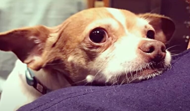 Waning Elderly Chihuahua ‘Taunts Fate’ With Magnificent Comeback