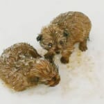 While Walking In -20 Degrees, Dad And Son Come Across Shivering Puppies