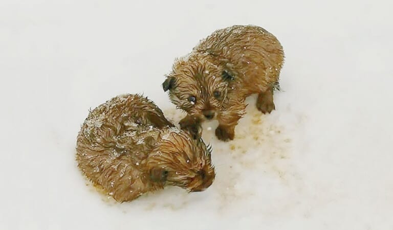 While Walking In -20 Degrees, Dad And Son Come Across Shivering Puppies