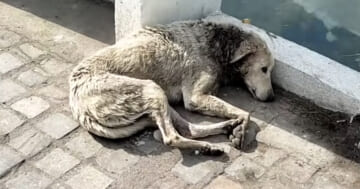 Without Love In This World And Only An 'Angel' Could Help This Collapsed Stray
