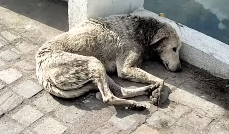 Without Love In This World And Only An ‘Angel’ Could Help This Collapsed Stray